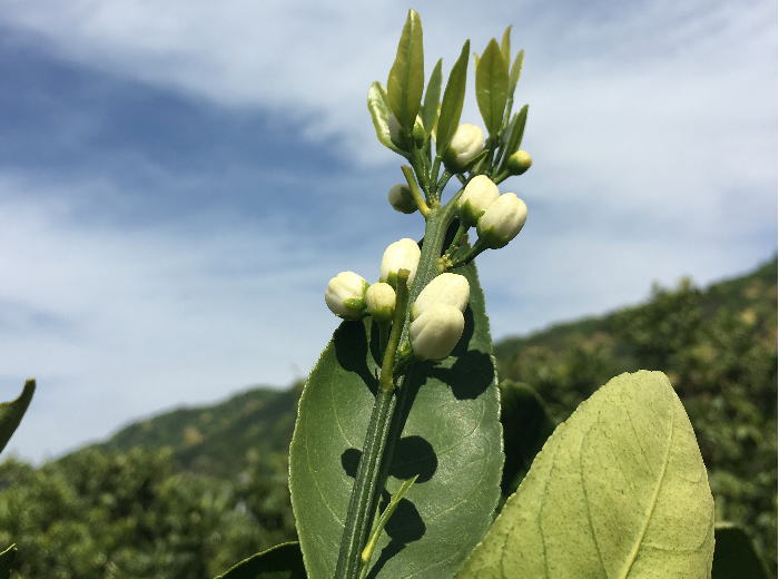 みかんの花の蕾