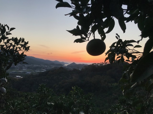 清見オレンジと夕焼け