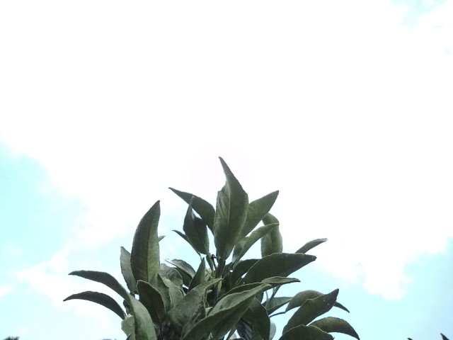 夏のみかんの木と空