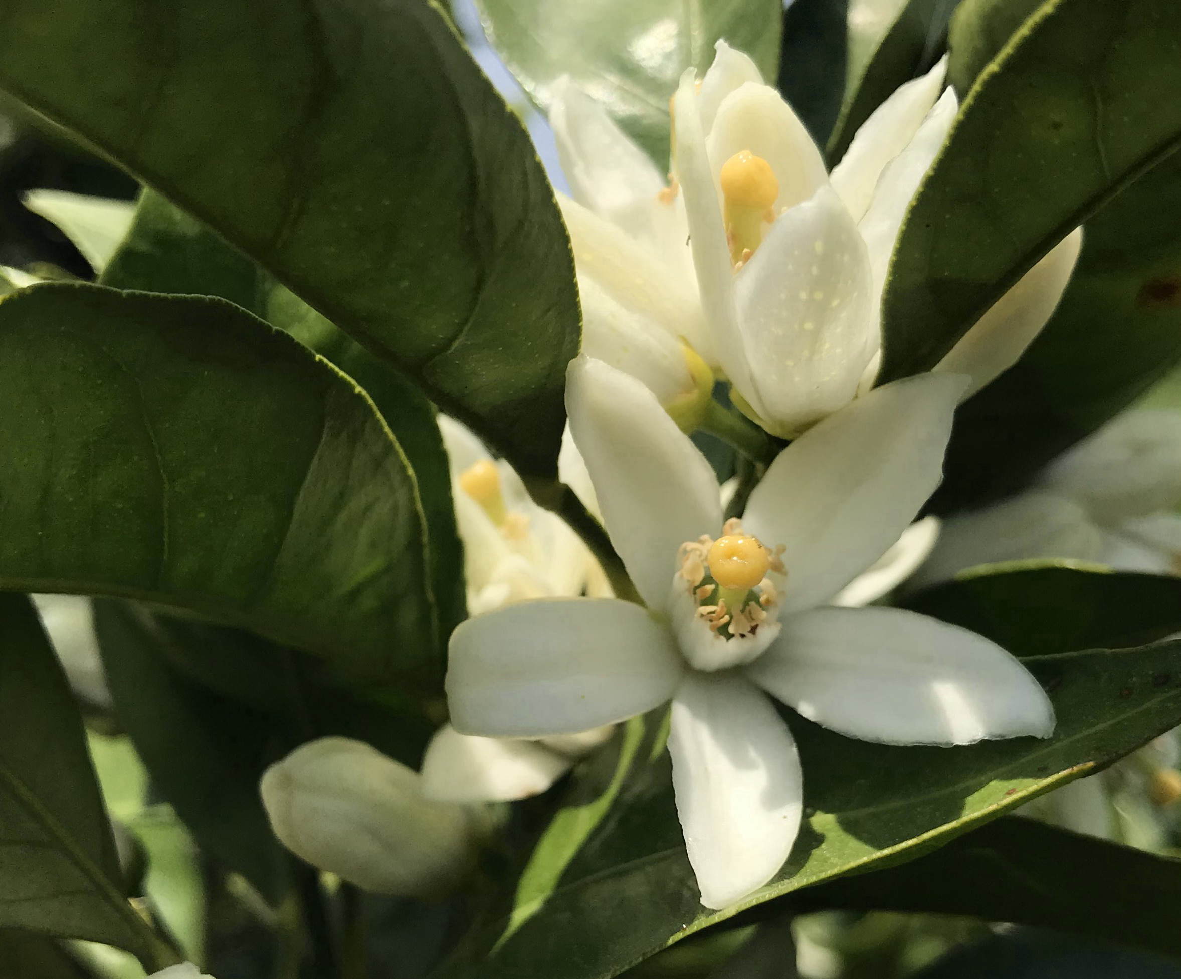 みかんの花