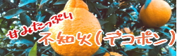 不知火（でこぽん）♪