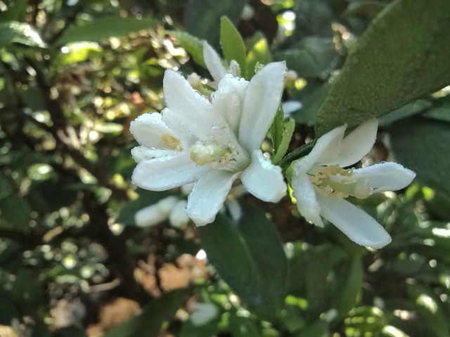 みかんの花