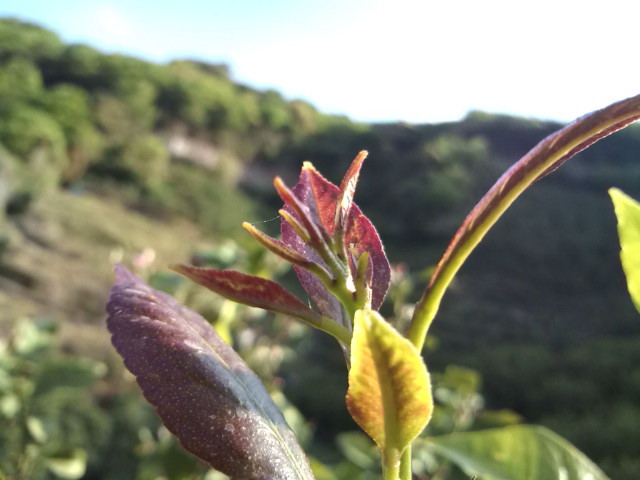 レモンの新芽