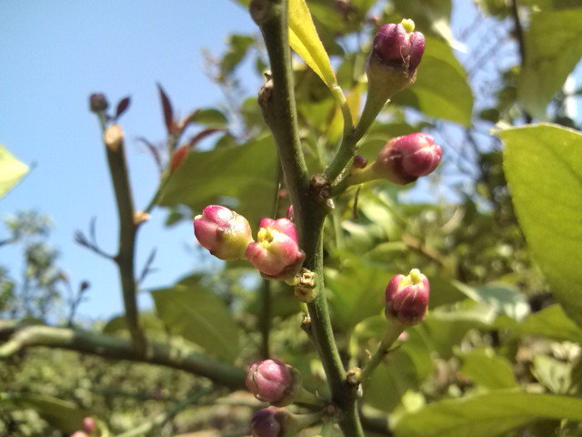レモンの花