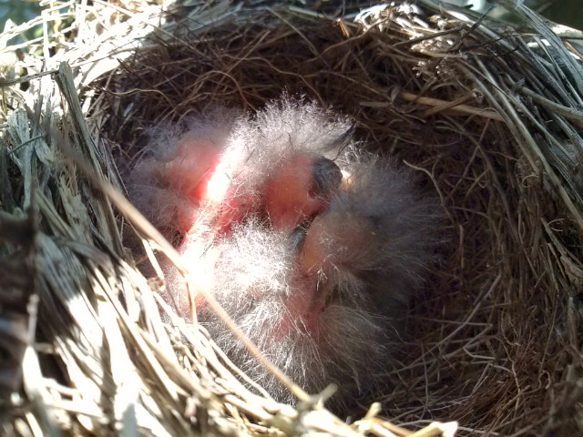 鳥の巣