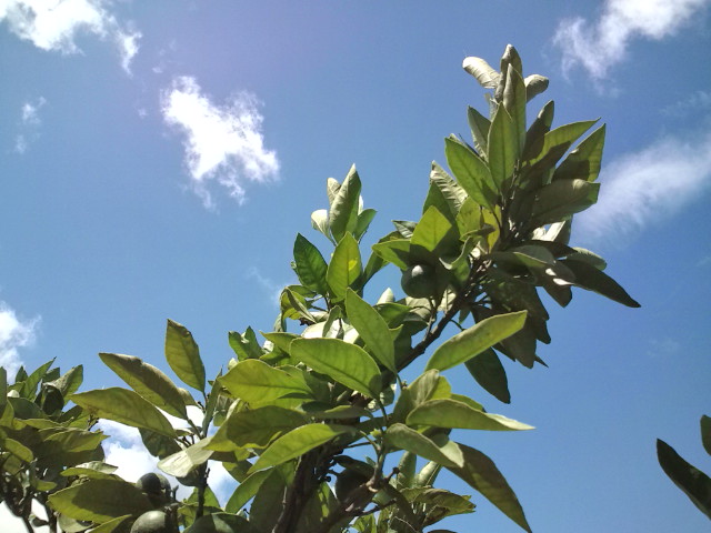 梅雨明け