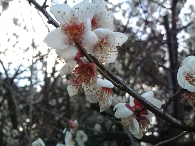 梅の花