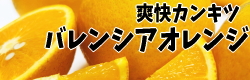 国産バレンシアオレンジ