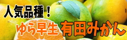 有田みかん(極早生系)