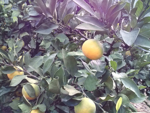 極早生みかん